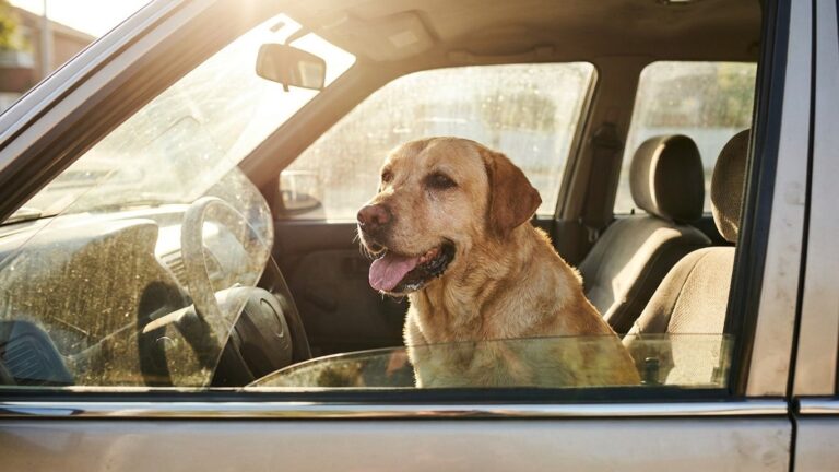 Je laissais mon chien dans la voiture cinq minutes pour faire mes courses : le jour où je suis revenu plus tôt que prévu, ...