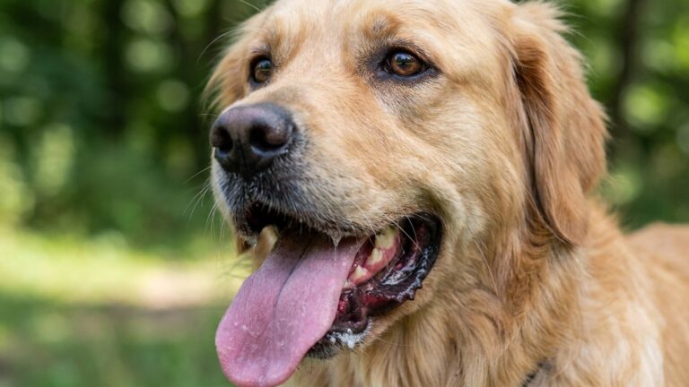 « Je pensais qu'il avait juste soif » : pourquoi les chiens meurent de coup de chaleur sans qu'on voie venir le danger