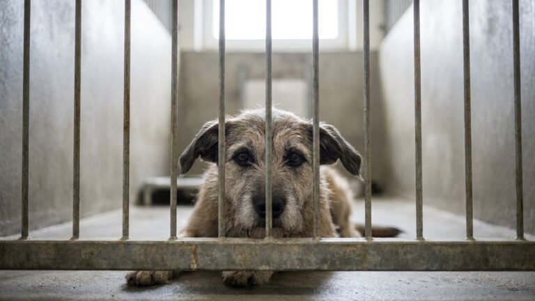 Je pensais que les abandons baissaient enfin : les 335 258 animaux laissés en France en 2025 m'ont fait comprendre l'inverse