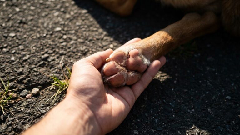 Je promenais mon chien aux heures habituelles en pleine canicule : le jour où j'ai posé ma main sur le bitume, j'ai compri...