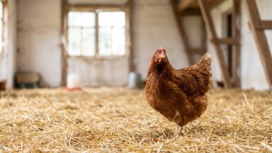 C'est fini pour les poules en cage : la Commission européenne dévoile enfin sa stratégie que les éleveurs attendaient depu...