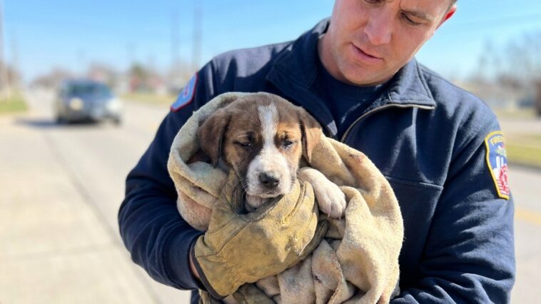 « Il était enfermé dans l'habitacle par 39°C » : ce qu'ont dû faire les pompiers pour sauver ce chiot laissé en plein soleil