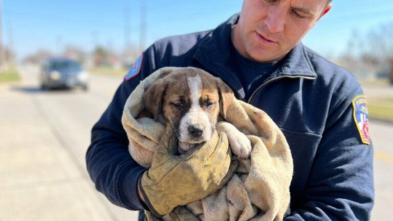 « Il était enfermé dans l'habitacle par 39°C » : ce qu'ont dû faire les pompiers pour sauver ce chiot laissé en plein soleil