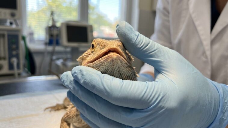 J'ai élevé mon dragon barbu sous une simple lampe chauffante pendant deux ans : le jour où le vétérinaire a palpé sa mâcho...