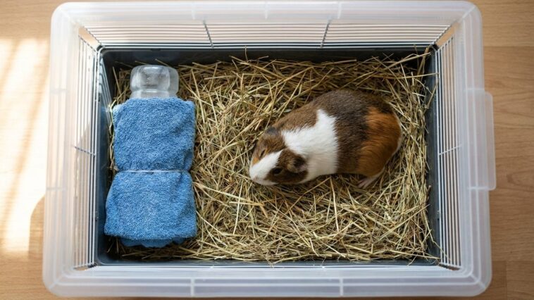 J'ai installé mon cochon d'Inde dans sa caisse pour six heures de route juste pour ne pas le laisser seul à la maison : à ...
