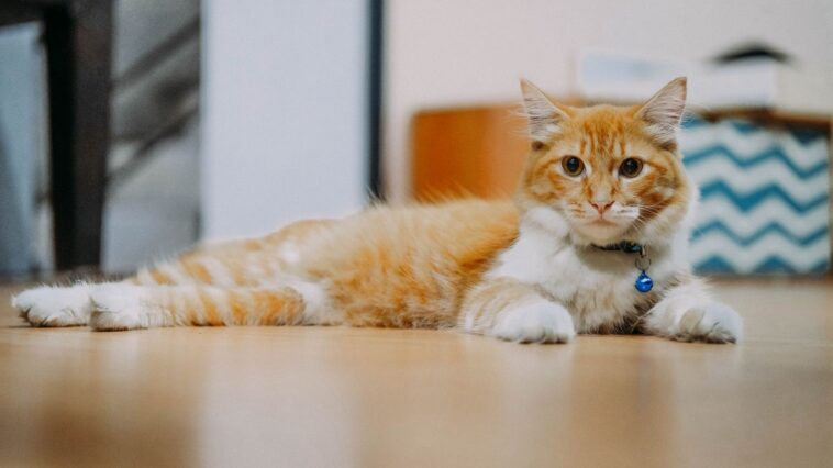 J'ai laissé mon chat sortir trois ans avec le collier acheté en animalerie : le jour où le vétérinaire m'a fait tirer sur ...