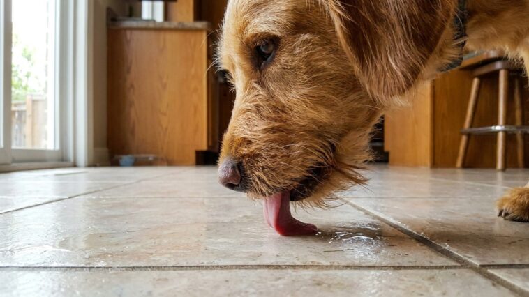J'ai laissé mon chien lécher le carrelage tous les soirs en pensant qu'il avait chaud : le vétérinaire a demandé un examen...