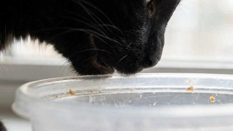J'ai nourri mon chat dans une gamelle en plastique pendant des années : quand des boutons sont apparus sur son menton, le ...