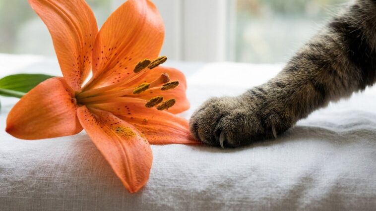 J'ai posé un bouquet de lys dans le salon juste pour le parfum : quand le vétérinaire m'a demandé si le chat s'était léché...