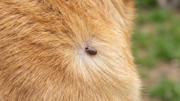 J'ai retiré la tique de mon chien à la pince à épiler dès le premier soir : trois jours plus tard, j'ai compris ce que j'a...