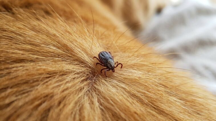 J'ai retiré la tique de mon chien à la pince à épiler en serrant bien fort : quand le vétérinaire m'a expliqué ce que le p...