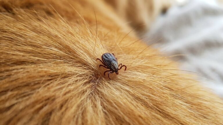 J'ai retiré la tique de mon chien à la pince à épiler en serrant bien fort : quand le vétérinaire m'a expliqué ce que le p...