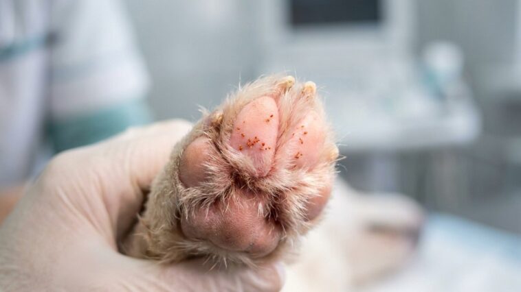 J'ai traité mon chien contre les allergies tout l'été : quand j'ai vu les petits points orange entre ses coussinets, j'ai ...