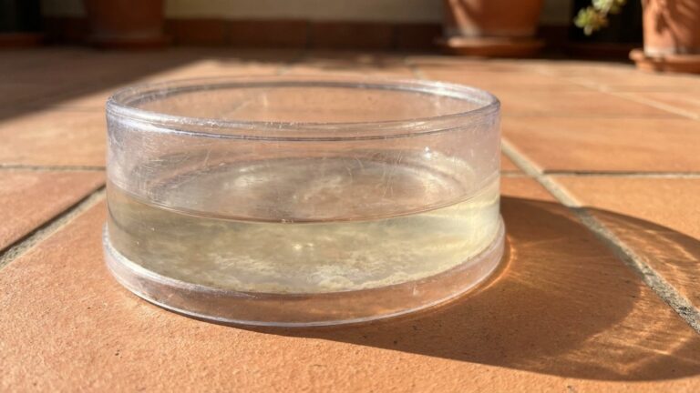 Je laissais toujours la gamelle en plastique sur la terrasse en plein soleil : un vétérinaire m'a montré ce qui se formait...