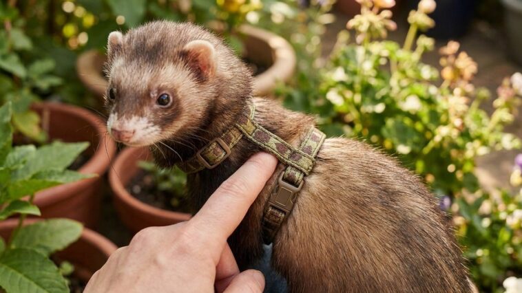 Je laissais un doigt de jeu sous le harnais de mon furet juste pour ne pas le serrer : le jour où j'ai détaché la laisse d...