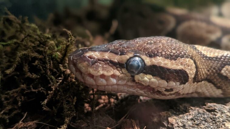 Je maintenais mon python royal à 45 % d'humidité juste pour éviter les moisissures : le jour où j'ai regardé ses yeux de p...