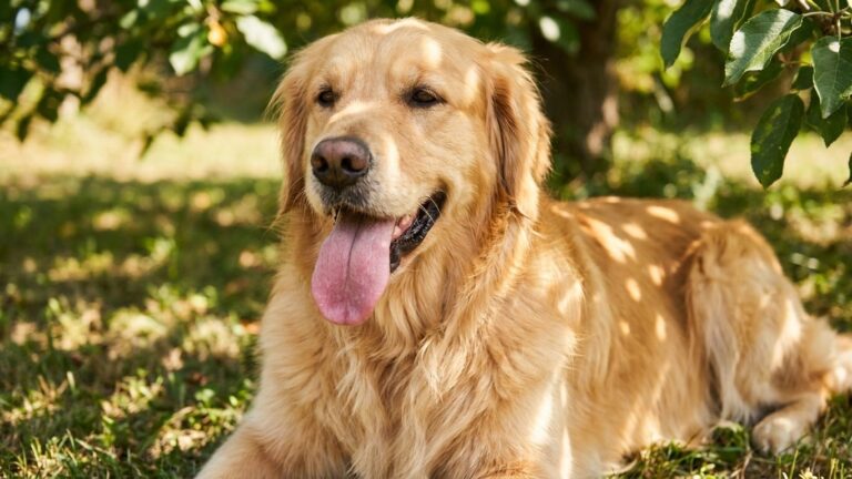 « Je pensais le soulager de la canicule » : pourquoi raser intégralement son chien par 35°C peut aggraver exactement ce qu...
