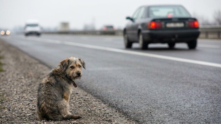 Je pensais qu'abandonner un chien sur une aire d'autoroute n'était qu'une simple amende : un avocat m'a expliqué ce que la...