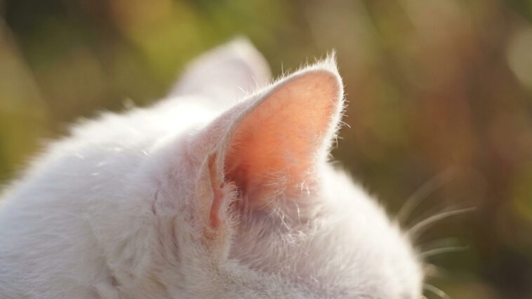 « Je pensais que c'était juste un coup de chaud » : pourquoi ces croûtes sur les oreilles d'un chat blanc en été sont un s...