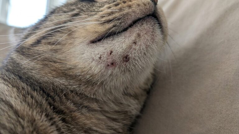 « Je pensais que c'était juste une gamelle usée » : pourquoi ces petits boutons sur le menton de votre chat viennent peut-...