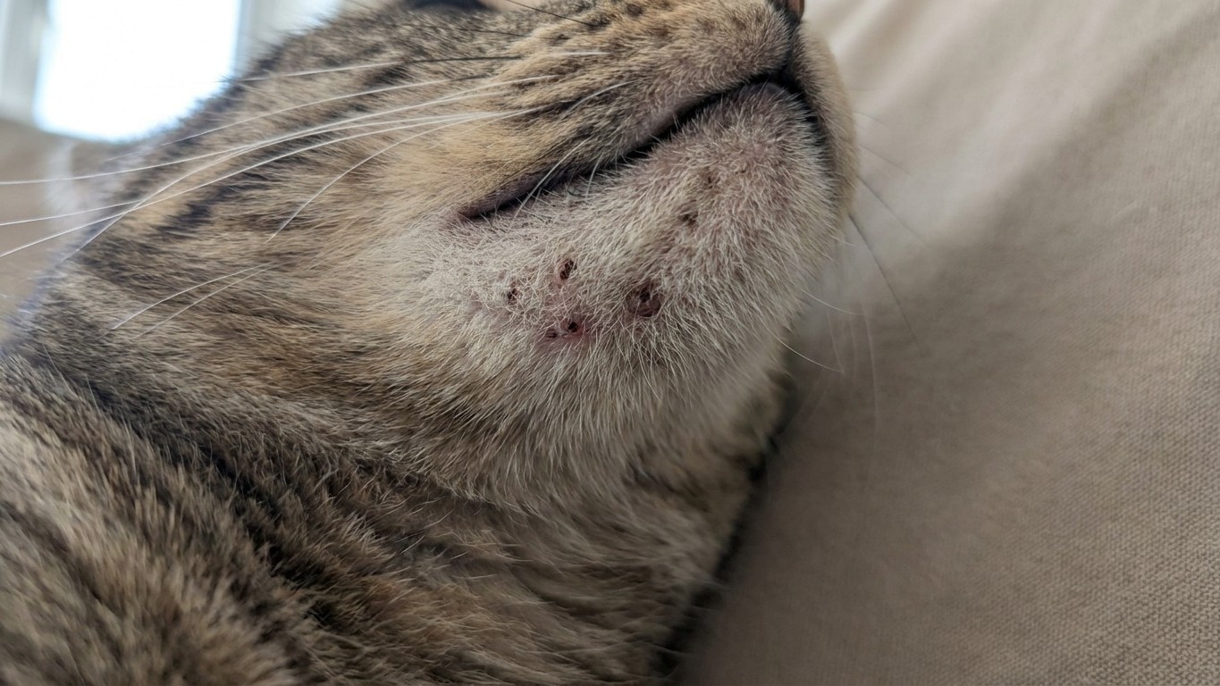 « Je pensais que c'était juste une gamelle usée » : pourquoi ces petits boutons sur le menton de votre chat viennent peut-...