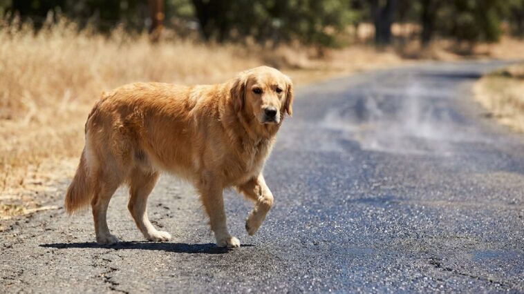 « Je pensais que mon chien traînait juste par caprice » : pourquoi un chien qui refuse d'avancer sur l'asphalte en plein é...