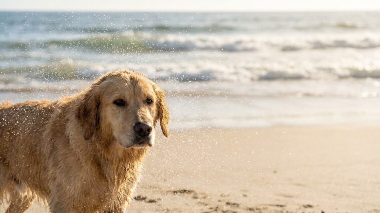 « Je pensais que quelques gorgées d'eau de mer étaient sans danger » : pourquoi le sel avalé dans les vagues est le signal...