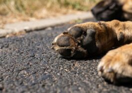 Je promenais mon chien aux mêmes heures même en canicule : un vétérinaire m'a montré ce que je risquais, et je n'en revena...