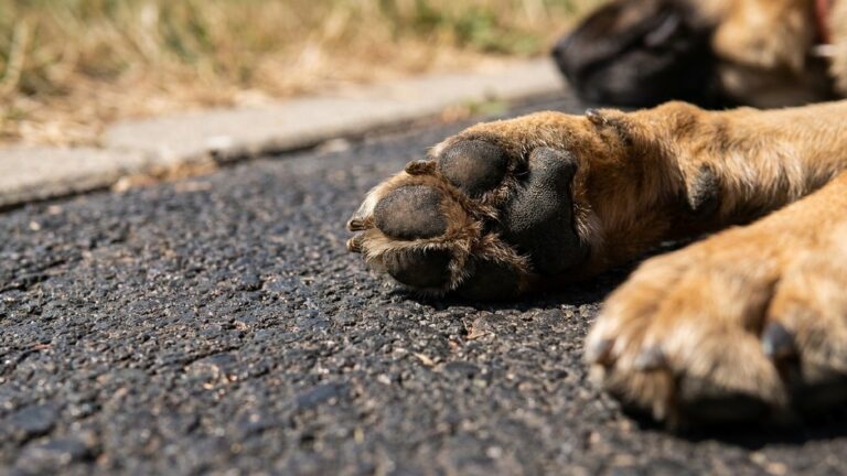 Je promenais mon chien aux mêmes heures même en canicule : un vétérinaire m'a montré ce que je risquais, et je n'en revena...