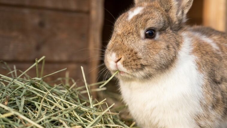 Je remplissais la mangeoire de mon lapin nain chaque matin : quand j'ai regardé de quel côté il mâchait, j'ai compris pour...