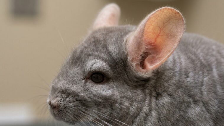Je ventilais la cage de mon chinchilla chaque après-midi : le jour où j'ai touché ses oreilles, j'ai compris pourquoi il n...
