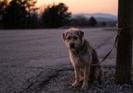 Les chiffres 2025 des abandons d'animaux en France viennent de tomber : 335 258 bêtes laissées derrière, un record que per...