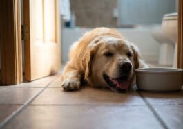 Ma chienne haletait sans arrêt à 35° dans la maison : le jour où une vétérinaire m'a montré ce que je faisais de travers, ...