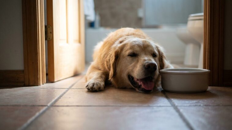 Ma chienne haletait sans arrêt à 35° dans la maison : le jour où une vétérinaire m'a montré ce que je faisais de travers, ...