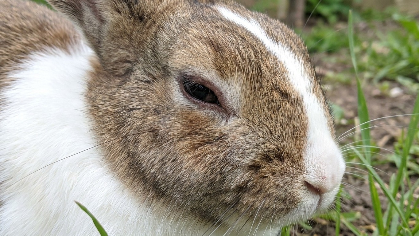 Mon lapin vivait dehors dans son clapier sans vaccin depuis deux ans : le matin où j’ai vu ses paupières gonflées, j’ai compris ce que les moustiques avaient apporté