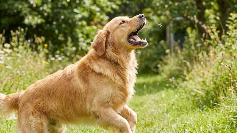 On laisse tous notre chien gober les guêpes qui passent en juillet : ce réflexe d'une seconde peut pourtant obstruer ses v...