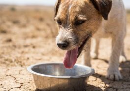 On laisse tous une gamelle d'eau à nos animaux pendant la canicule : ce geste rassurant peut pourtant leur être fatal en q...