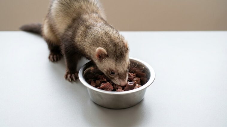Fini les croquettes pour chat dans la gamelle du furet : ce que l’excès de glucides déclenche dans le pancréas ne se lit q...