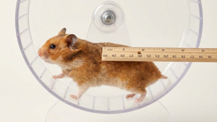 Glissez une règle le long du dos de votre hamster pendant qu'il court : c'est le test qui révèle si sa roue est en train d...