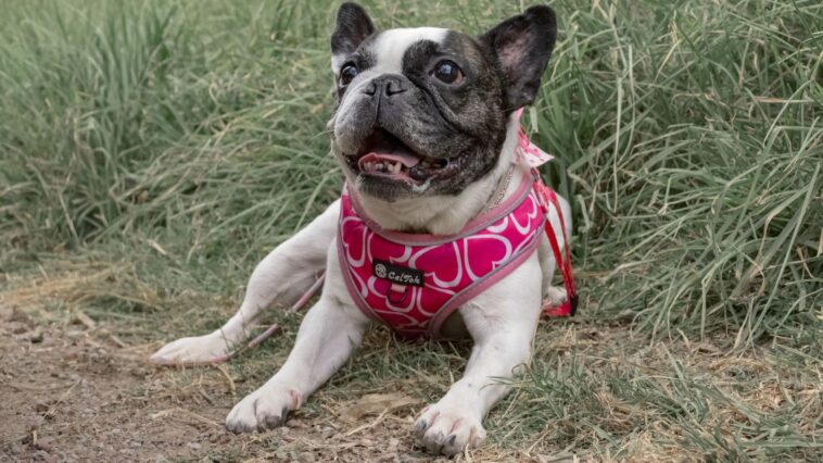 J'ai acheté un harnais anti-traction à mon chien juste pour qu'il arrête de tirer en laisse : au bout de trois semaines de...