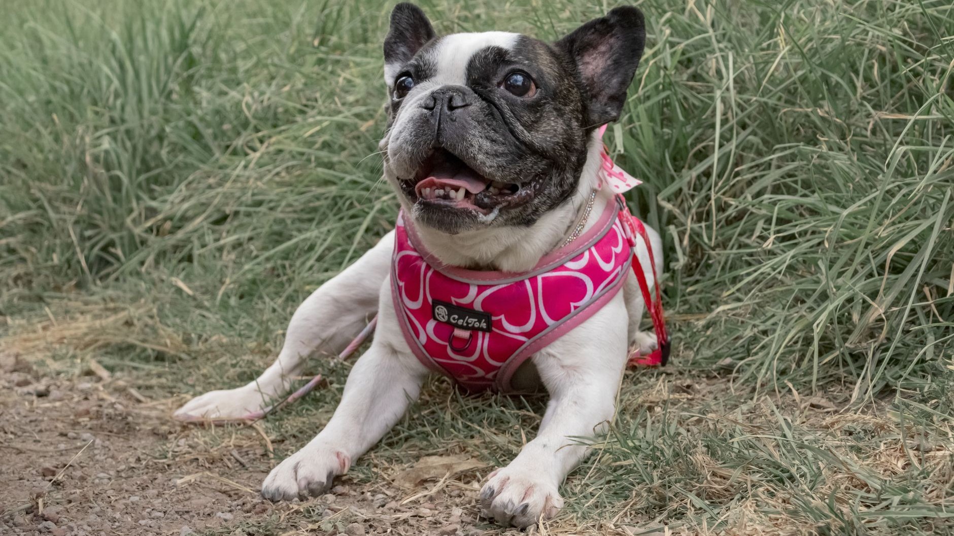 J’ai acheté un harnais anti-traction à mon chien juste pour qu’il arrête de tirer en laisse : au bout de trois semaines de balades, j’ai compris ce que la sangle faisait à son épaule