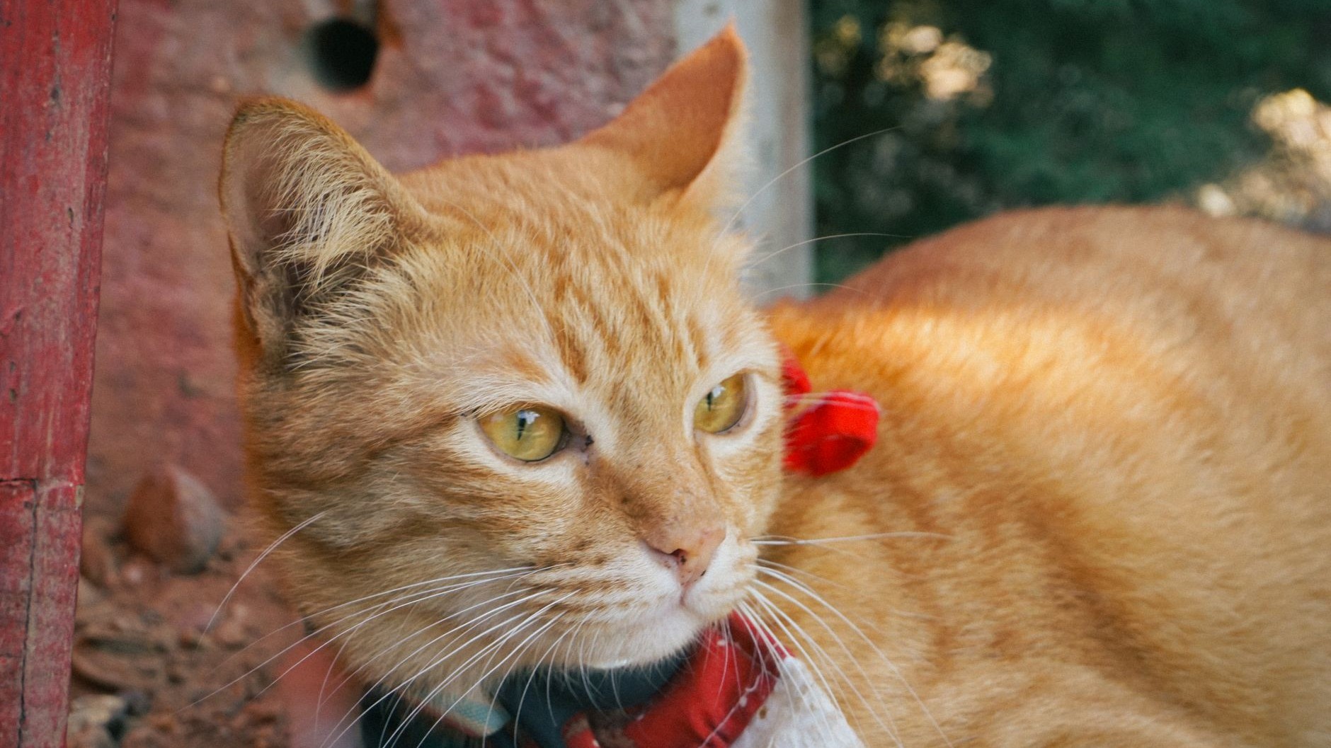J’ai attaché un collier orange à collerette à mon chat juste parce que je le trouvais ridicule : au bout de trois semaines, il n’avait plus rapporté un seul oiseau
