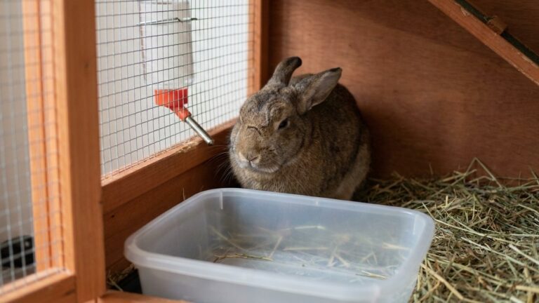 J'ai entendu mon lapin grincer des dents au fond de son clapier juste avant de partir travailler : en rentrant le soir, sa...