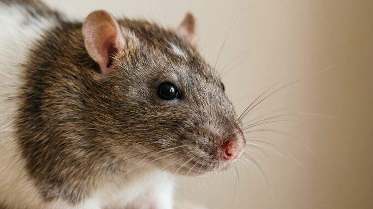 J'ai essuyé les traces rouges au coin des yeux de mon rat chaque matin juste parce que je le croyais blessé : trois semain...