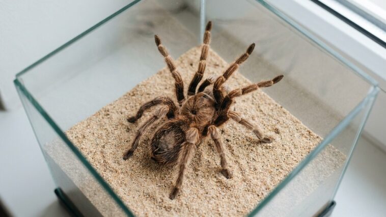 J'ai glissé un grillon à ma Brachypelma juste pour ne pas la laisser à jeun : trois jours plus tard, j'ai compris ce que s...