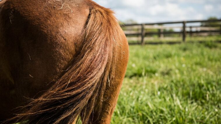 J'ai laissé mon cheval au pré tout le mois d'août en croyant qu'il se frottait à la clôture : le vétérinaire a soulevé sa ...