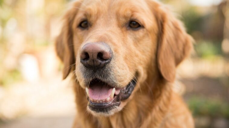 J'ai laissé mon chien finir le fond du saladier après le repas au jardin juste pour ne rien jeter : trois jours plus tard,...