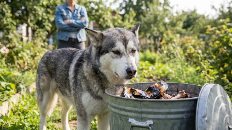 J'ai laissé mon chien fouiller la poubelle du barbecue juste le temps de débarrasser : deux jours plus tard, la radio du v...