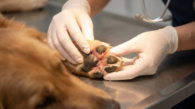 J'ai laissé mon chien se lécher la patte tout le mois d'août en croyant à une simple manie : le vétérinaire a écarté ses o...