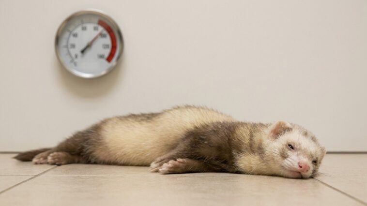 J'ai laissé mon furet dans la pièce du fond à 32 °C juste le temps d'une sieste : en revenant, il ne haletait toujours pas...
